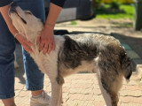 Soren, 7 mois à adopter en refuge en urgence