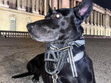 Urgent, Malinois à adopter en association