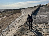 Urgent, Malinois à adopter en association