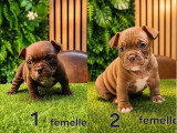 5 chiots Américain Bully Micro Exotic non LOF d'avril 2026 à réserver