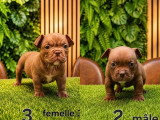 5 chiots Américain Bully Micro Exotic non LOF d'avril 2026 à réserver