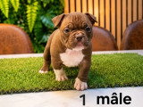 5 chiots Américain Bully Micro Exotic non LOF d'avril 2026 à réserver