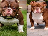 5 chiots Américain Bully Micro Exotic non LOF d'avril 2026 à réserver