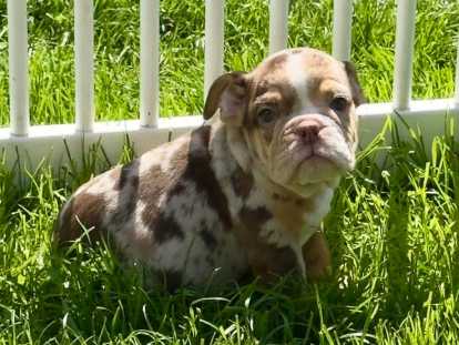 Chiots femelles Bouledogue Anglais disponibles