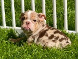 Chiots femelles Bouledogue Anglais disponibles