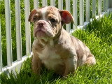 Chiots femelles Bouledogue Anglais disponibles