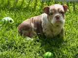 Chiots femelles Bouledogue Anglais disponibles