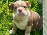 Chiots femelles Bouledogue Anglais disponibles
