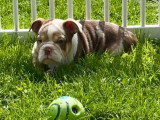 Chiots femelles Bouledogue Anglais disponibles