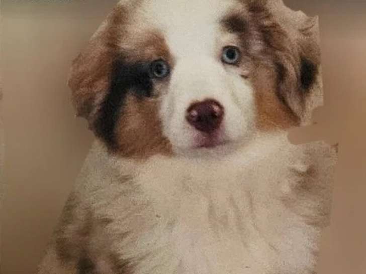 Deux chiots Berger Américain Miniature à vendre non LOF de février 2026