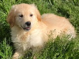 4 chiots Golden Retriever sable LOF de février 2026 à vendre