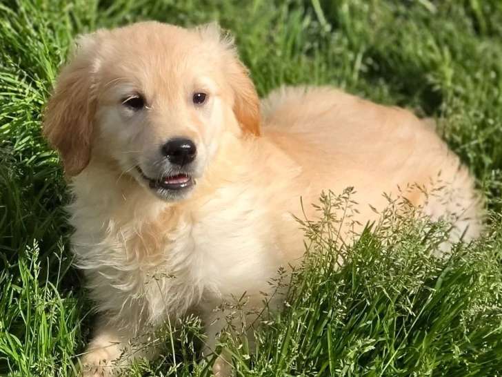 4 chiots Golden Retriever sable LOF de février 2026 à vendre