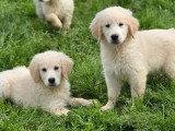 4 chiots Golden Retriever sable LOF de février 2026 à vendre