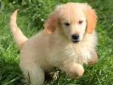 4 chiots Golden Retriever sable LOF de février 2026 à vendre