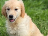 4 chiots Golden Retriever sable LOF de février 2026 à vendre