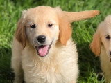 4 chiots Golden Retriever sable LOF de février 2026 à vendre