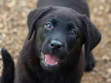 5 chiots Retriever du Labrador noirs LOF de mars 2026 en vente