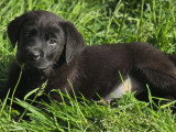 5 chiots Retriever du Labrador noirs LOF de mars 2026 en vente