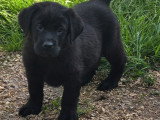 5 chiots Retriever du Labrador noirs LOF de mars 2026 en vente