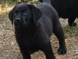 5 chiots Retriever du Labrador noirs LOF de mars 2026 en vente