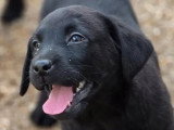 5 chiots Retriever du Labrador noirs LOF de mars 2026 en vente