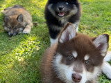 Chiots Pomsky F3 à vendre