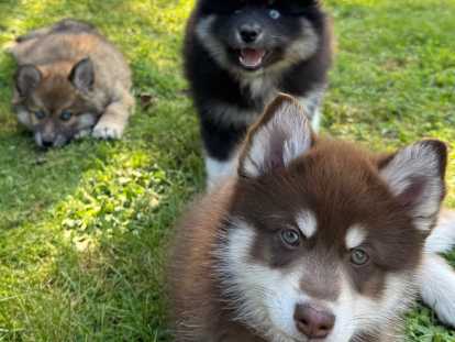 Chiots Pomsky F3 à vendre