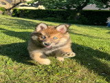 Chiots Pomsky F3 à vendre