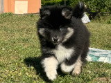 Chiots Pomsky F3 à vendre