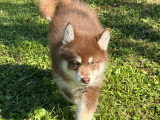 Chiots Pomsky F3 à vendre