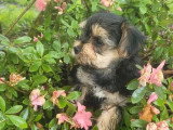 Chiot Morkie mâle non LOF né en mars 2026 à vendre