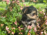 Chiot Morkie mâle non LOF né en mars 2026 à vendre