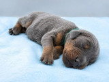 9 chiots Dobermann non LOF de mai 2026 à réserver