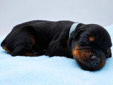 9 chiots Dobermann non LOF de mai 2026 à réserver
