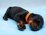 9 chiots Dobermann non LOF de mai 2026 à réserver