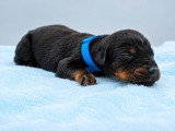 9 chiots Dobermann non LOF de mai 2026 à réserver