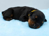 9 chiots Dobermann non LOF de mai 2026 à réserver