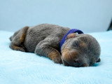 9 chiots Dobermann non LOF de mai 2026 à réserver
