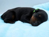 9 chiots Dobermann non LOF de mai 2026 à réserver