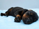 9 chiots Dobermann non LOF de mai 2026 à réserver