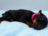 9 chiots Dobermann non LOF de mai 2026 à réserver
