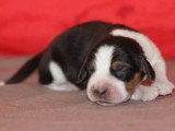 Réservation de 4 chiots Beagle LOF nés en mai 2026