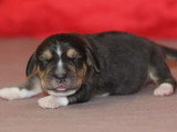 Réservation de 4 chiots Beagle LOF nés en mai 2026