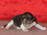 Réservation de 4 chiots Beagle LOF nés en mai 2026