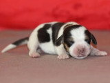 Réservation de 4 chiots Beagle LOF nés en mai 2026