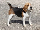 Réservation de 4 chiots Beagle LOF nés en mai 2026