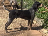 Chien Petit Bleu de Gascogne non LOF à vendre