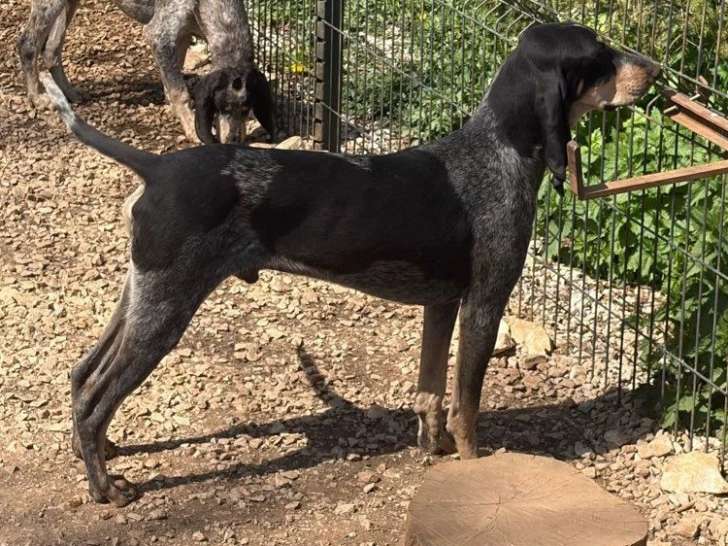 Chien Petit Bleu de Gascogne non LOF à vendre