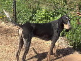Chien Petit Bleu de Gascogne non LOF à vendre