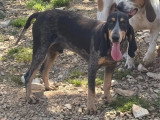 Chien Petit Bleu de Gascogne non LOF à vendre